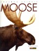 Moose  Cover Image