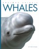 Whales  Cover Image