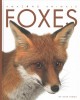 Foxes  Cover Image